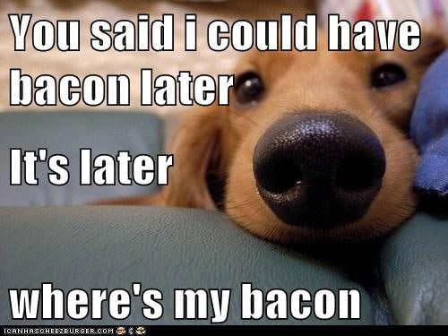 Best Bacon Memes – Bacon Today Best Bacon Memes – Bacon Today